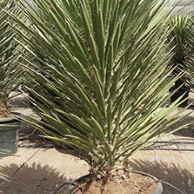 yucca-australis-filifera-winterhard