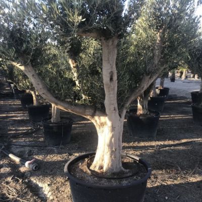 olijfboom-bonsai-dikke-stam