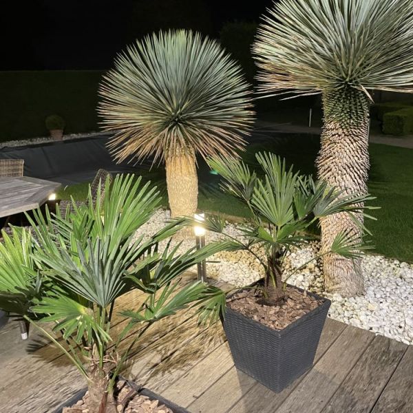 yucca rostrata