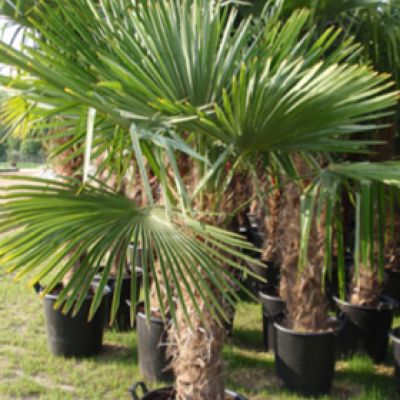 trachycarpus-fortunei-windmolenpalm