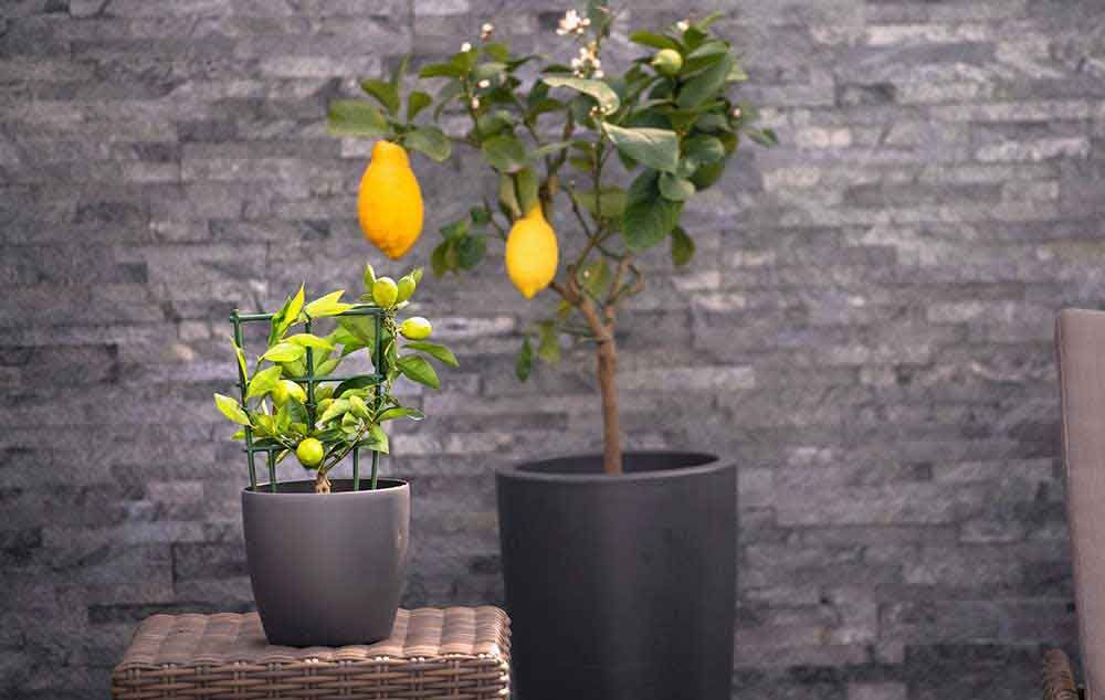 citrusplant-citrusboom