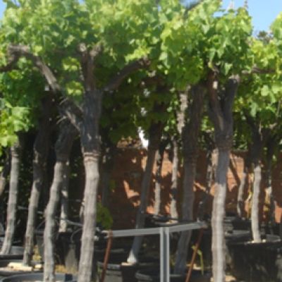 druivelaar-oude-stam