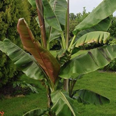 musa-red-sikkemsis-bananenboom