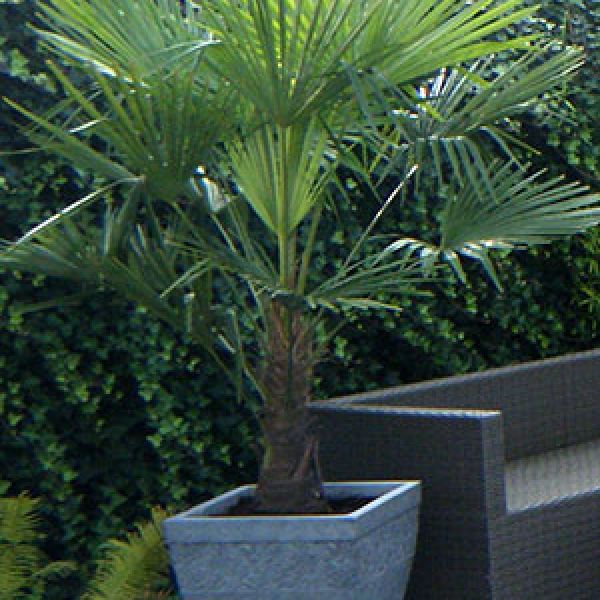 trachycarpus-fortunei-pot