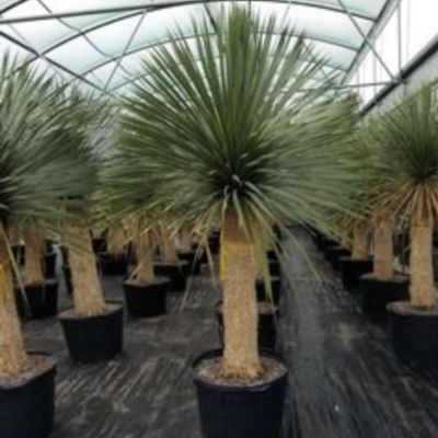 yucca-rostrata-dikke-stam