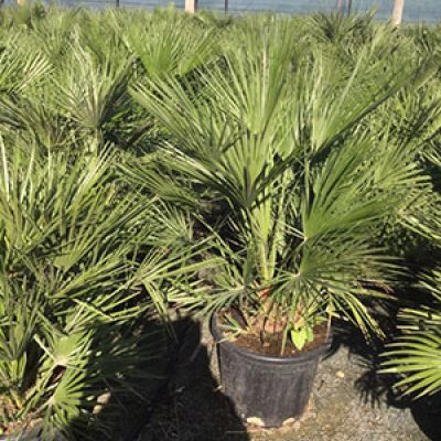 chamaerops-humilis-120cm