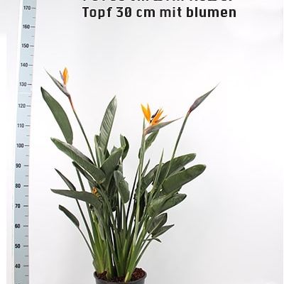 Paradijsvogelbloem strelitzia reginiea oranje