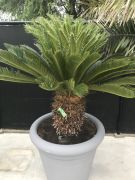 Cycas revoluta palm in sierpot