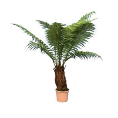 Boomvaren dicksonia antartica