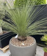 Dasylirion in sierpot