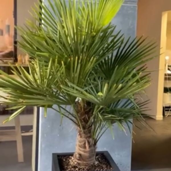 Trachycarpus m