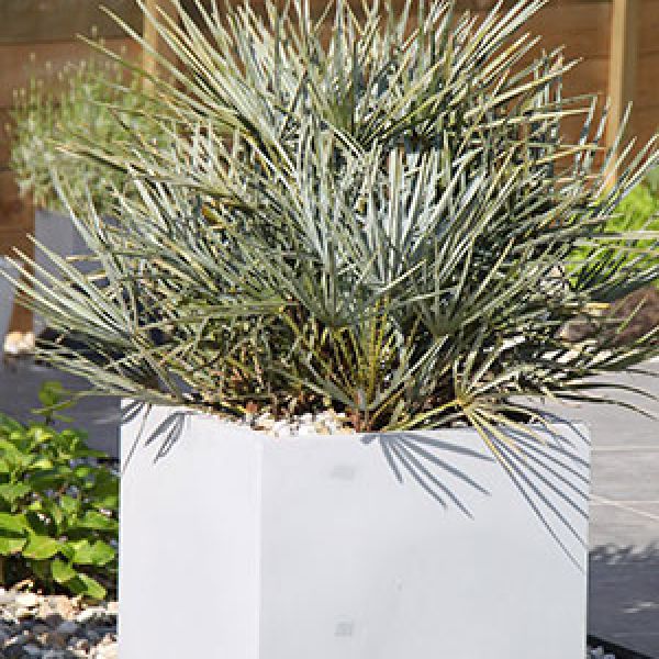 chamaerops-humilis-cerifera