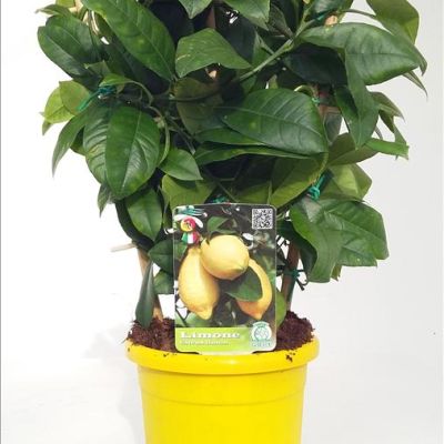 citroen-op-rek-klein