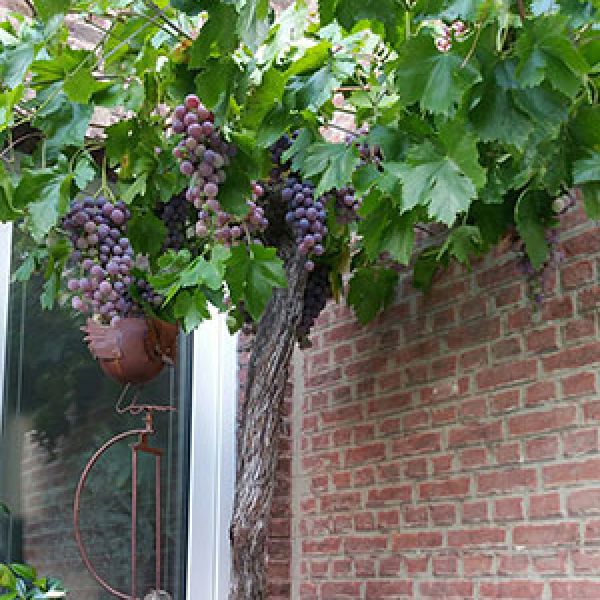 oude-druivelaar-terras