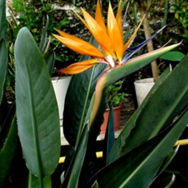 Strelitzia-paradijsvogelbloem