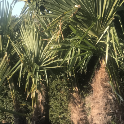 grote-windmolenpalm-trachycarpus-fortunei