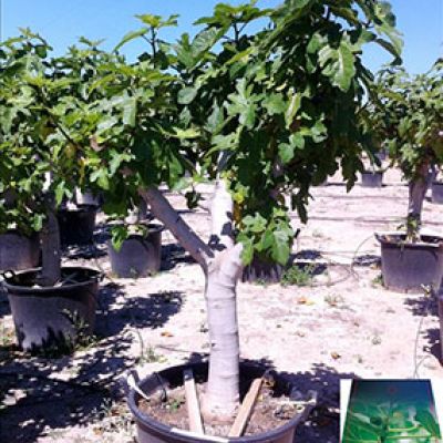 vijgenboom-dikke-stam