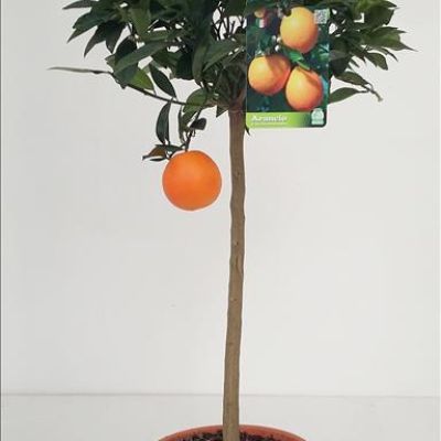 Sinaasappelboom 120cm