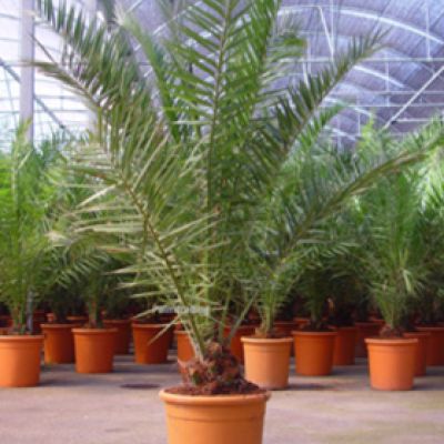 canarische-dadelpalm-phoenix-canaeriensis