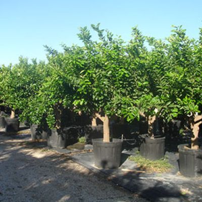 citroenbomen-dikke-stam