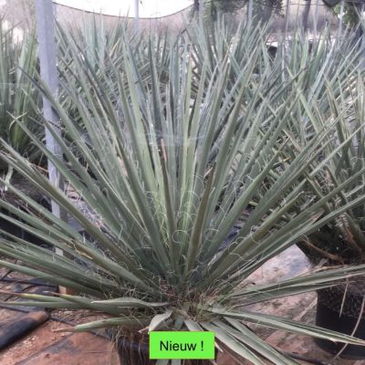 yucca-australis-filifera-winterhard