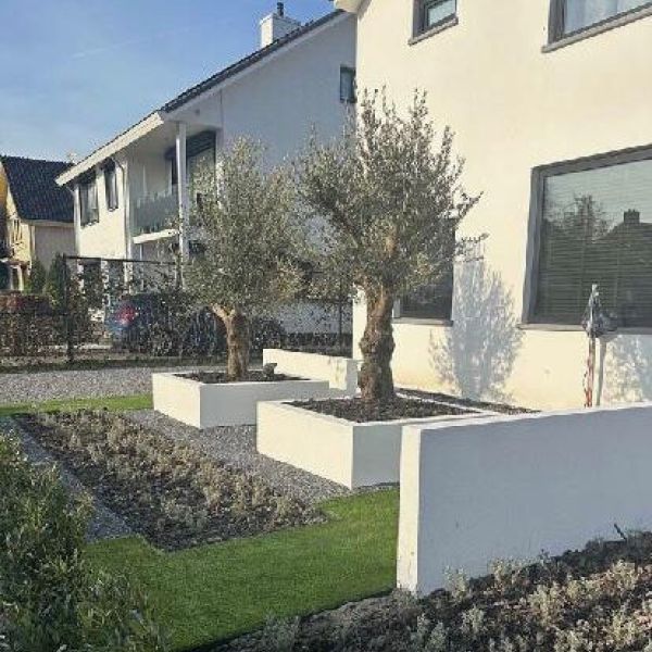 Yucca rostrata combi