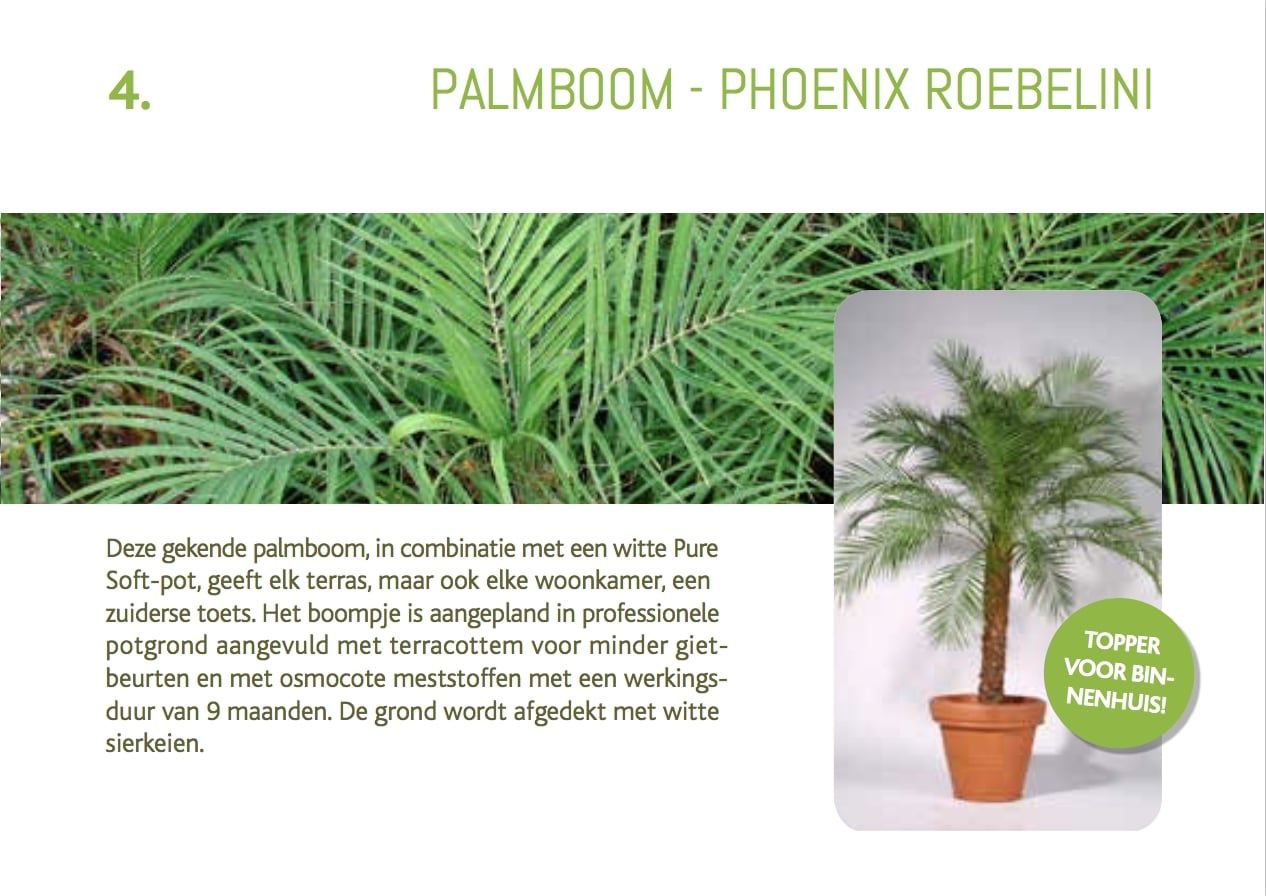 cadeaubon-palmboom-phoenix