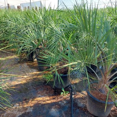 butia-capitata-geleipalm