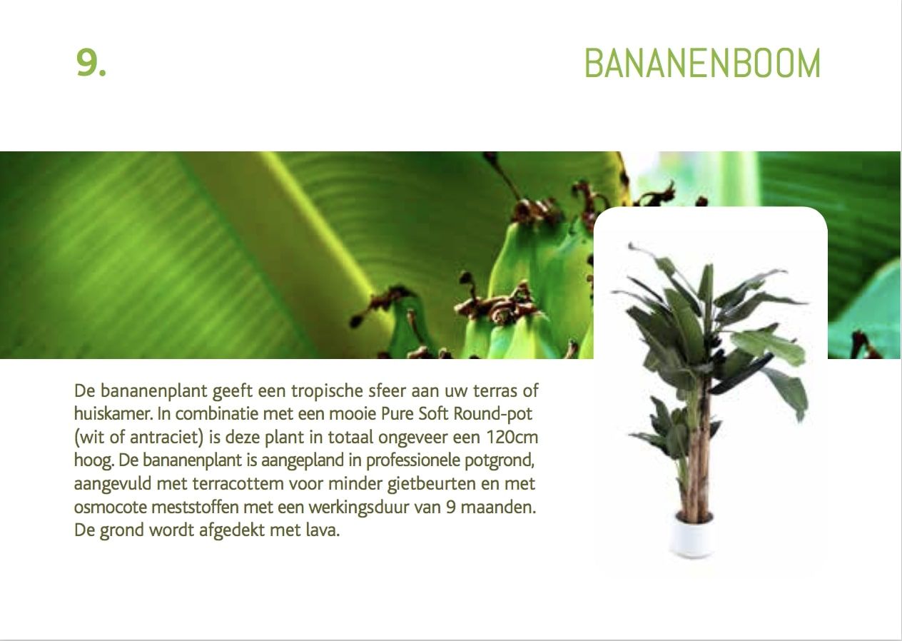 caeaubon-bananenboom