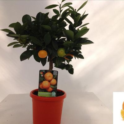 Calamondin boom