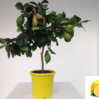 citroen-vruchten-boompje