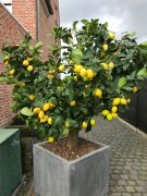 citroenboom in sierpot grijs