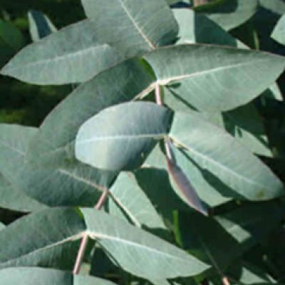 Eucalyptus