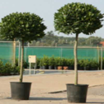 Keukenlaurier pyramide