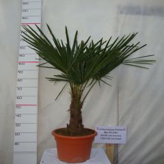 winterhardheid-palmboom-meten