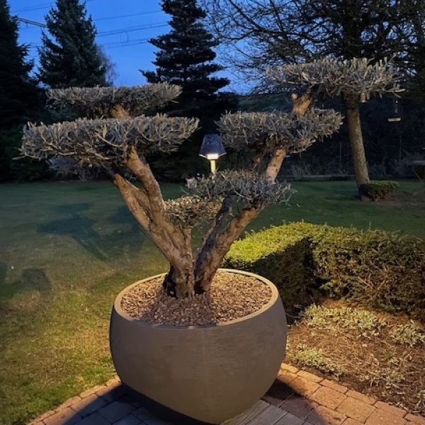 Olea europea bonsai