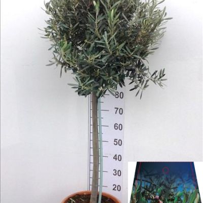 olea-europea-bol
