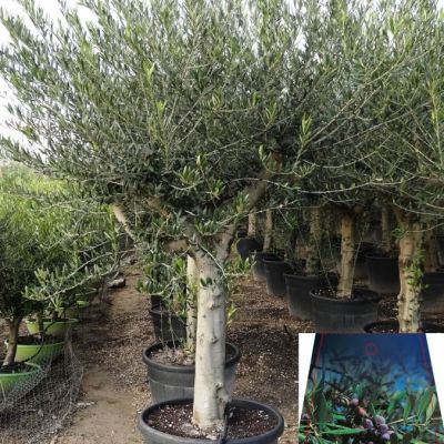 olijf-jong-40cm-stamomtrek