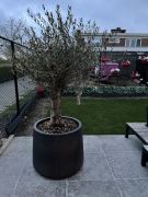 Olijfboom in sierpot zwart