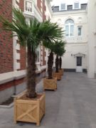 Trachycarpus palmboom in houten sierpot