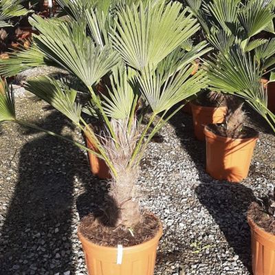 Trachycarpus Takil