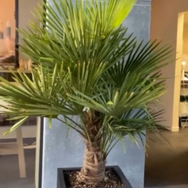 Trachycarpus m