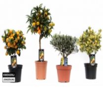 Mix mediterrane plantjes