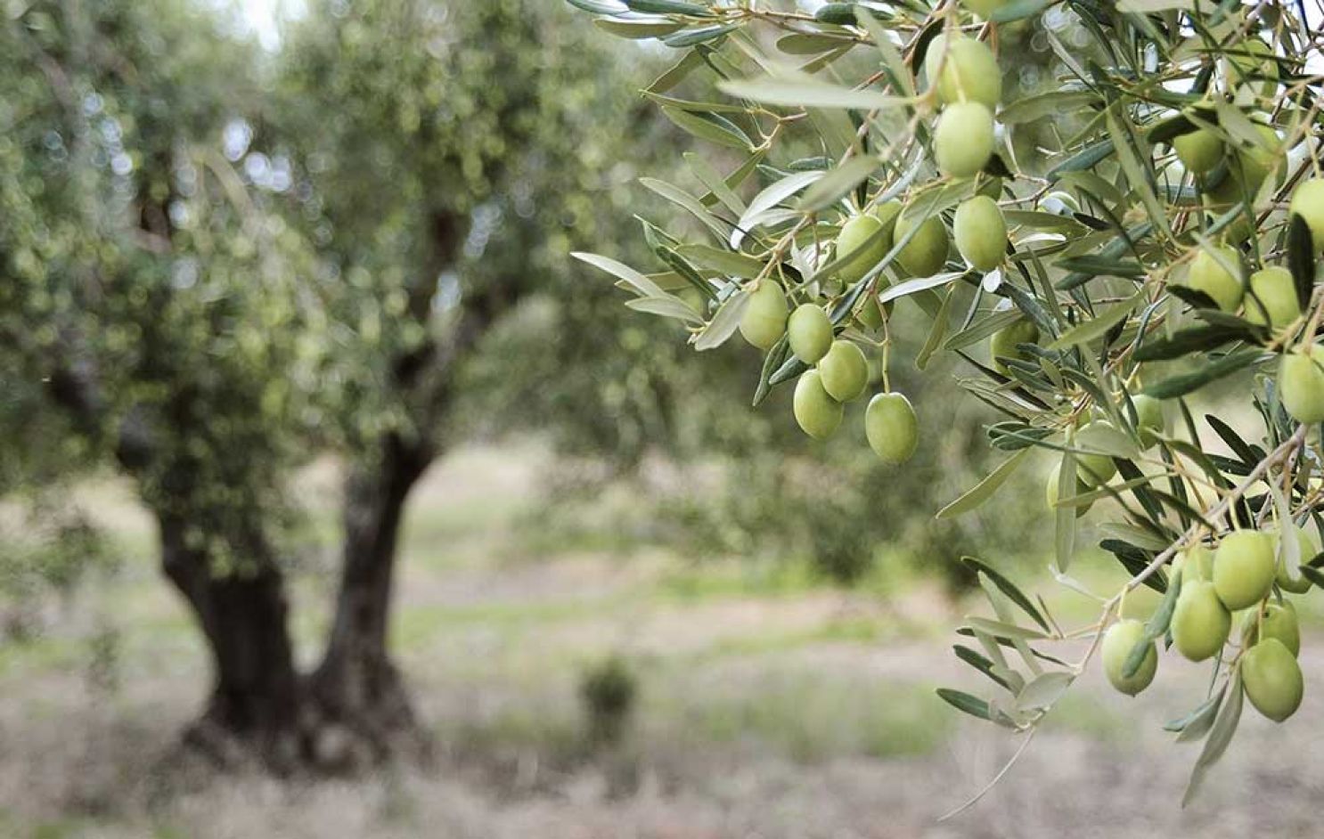 olijfboom 