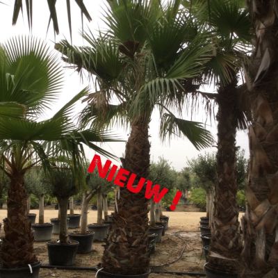 washingtonia-robusta