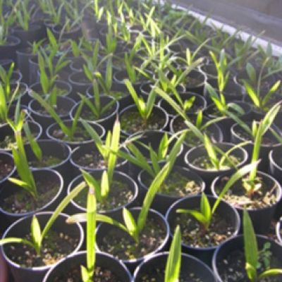 windmolenpalm-zaailingen-opkweek