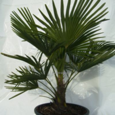 middelgrote-windmolenpalm