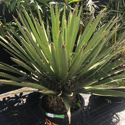 yucca-faxionana