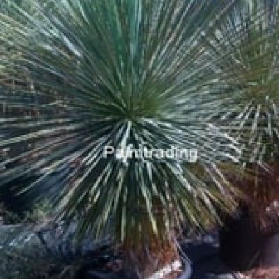 yucca-linearis