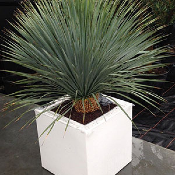 yucca-rostrata-elho-square